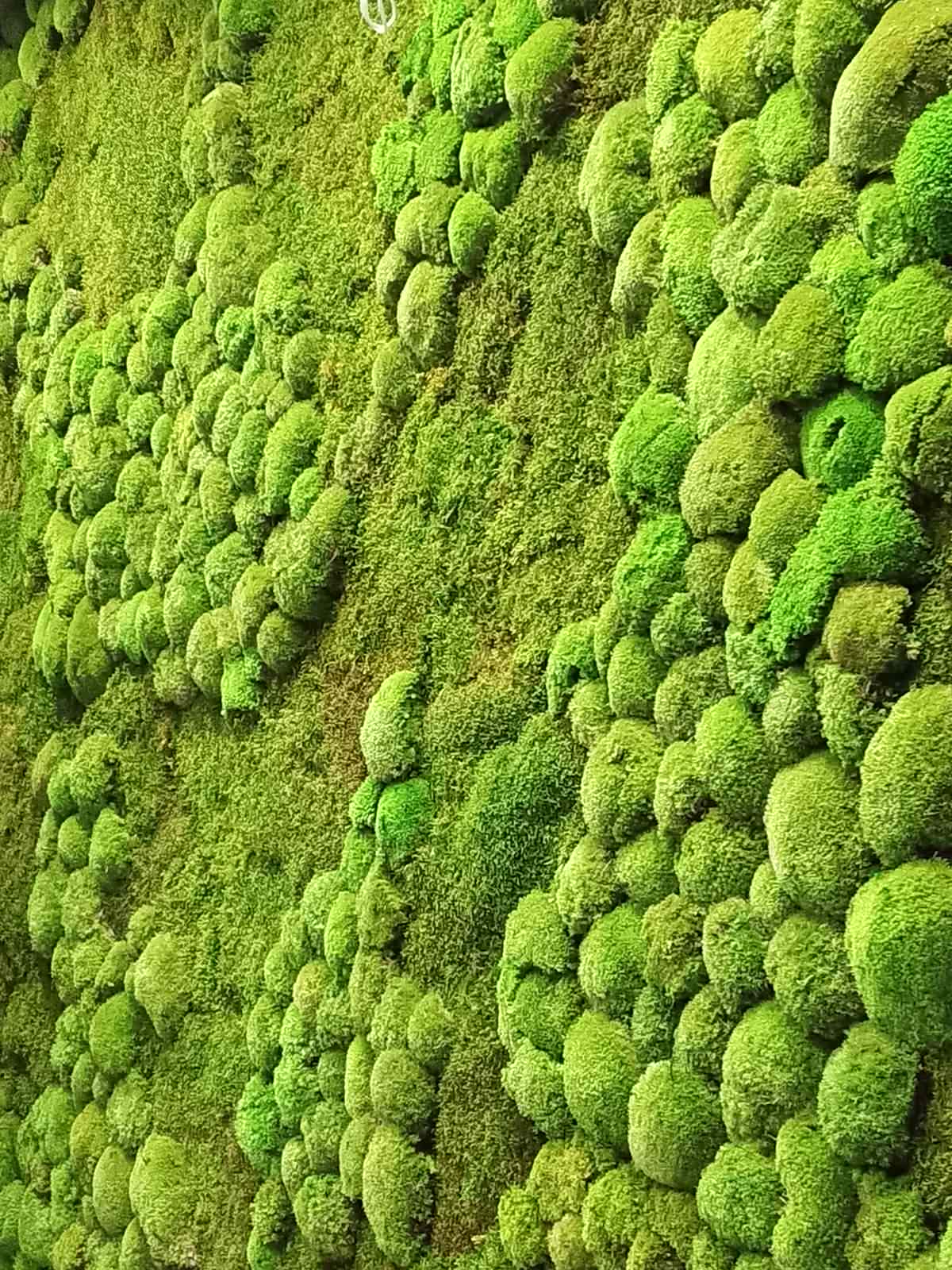 Тюмень. Комарово