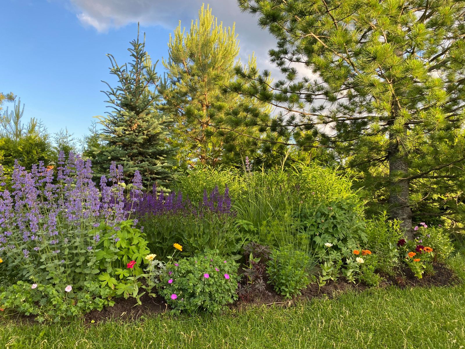 КП Пестово "Evergreen'
