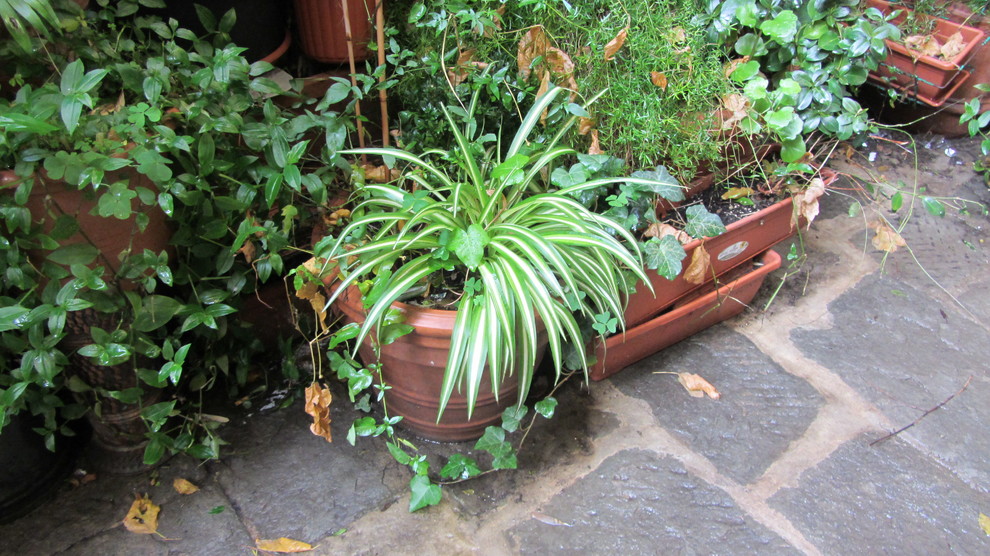 Городское озеленение