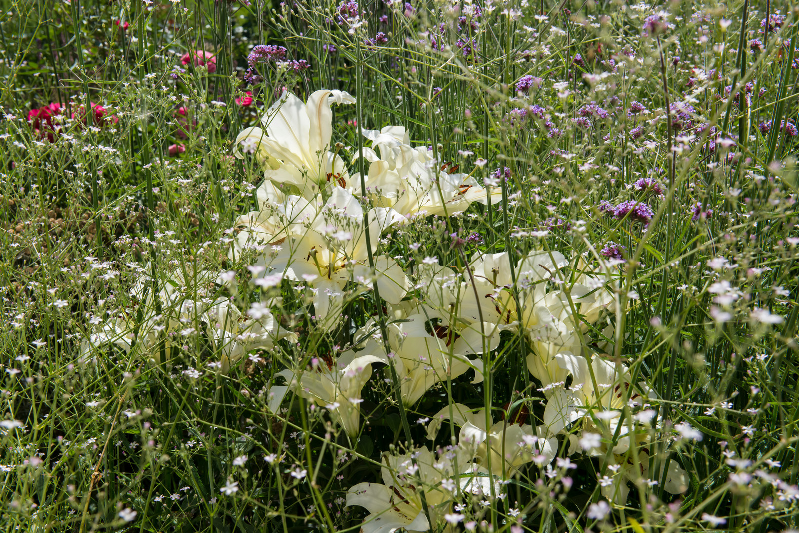 Большой сад в пригороде