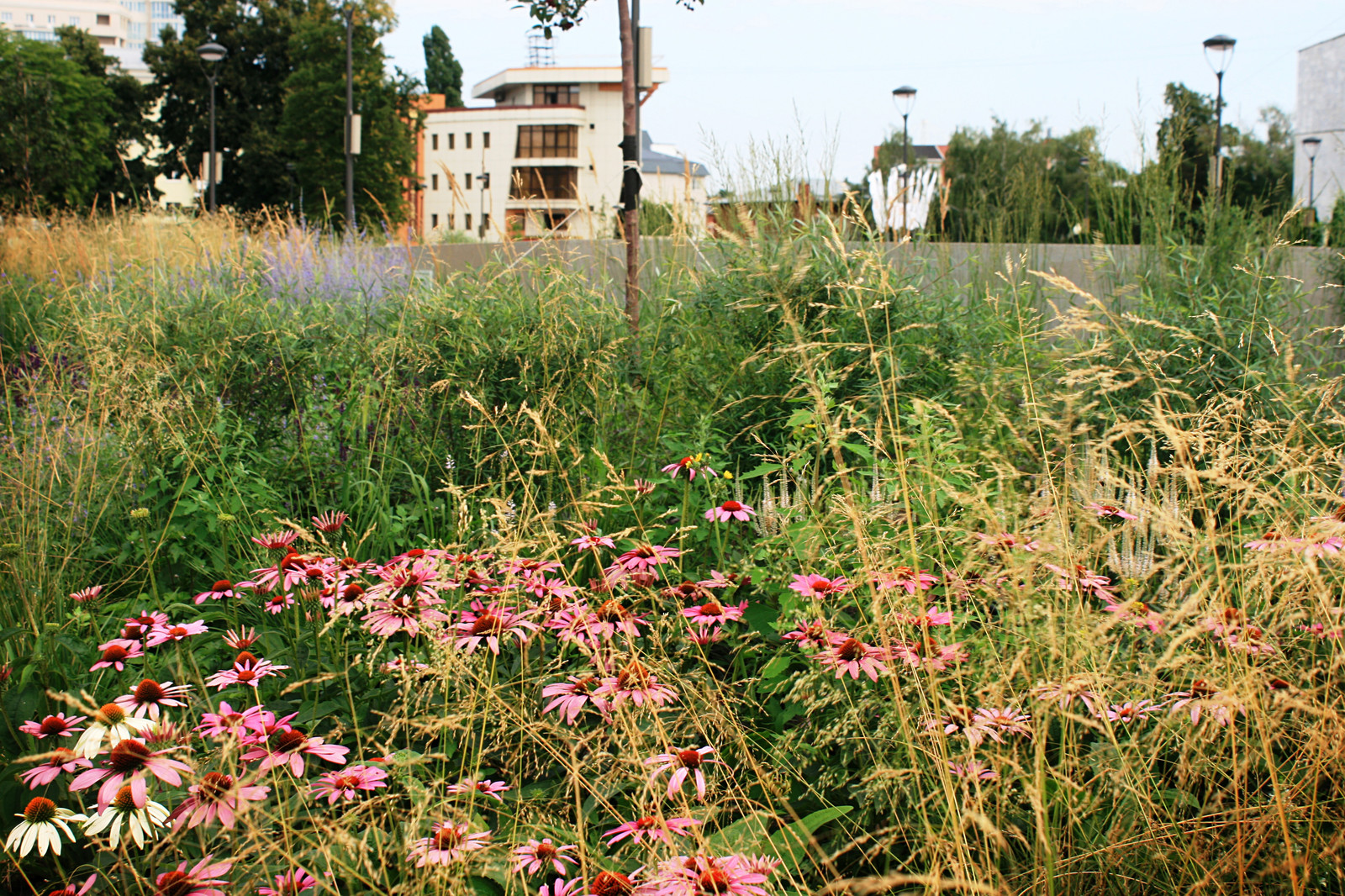Цветники Советской площади
