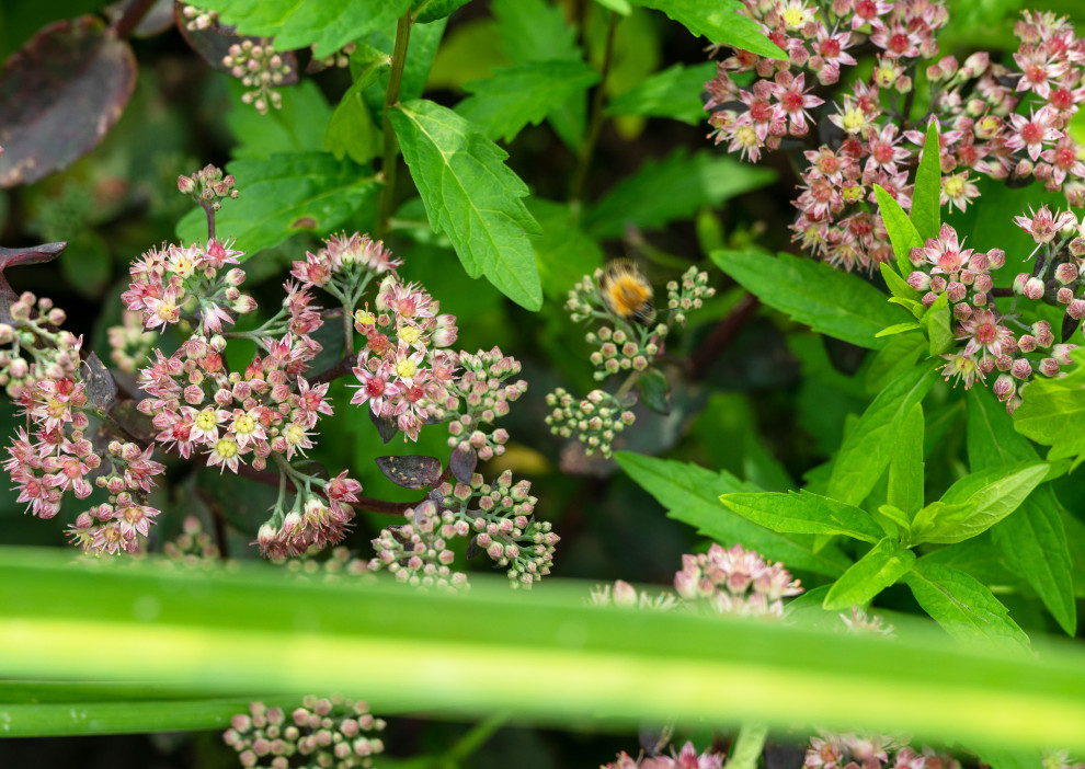 Проект Сада  в "Бельгийской деревне "