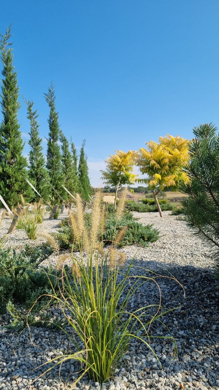 Реализация проекта Сад Реки