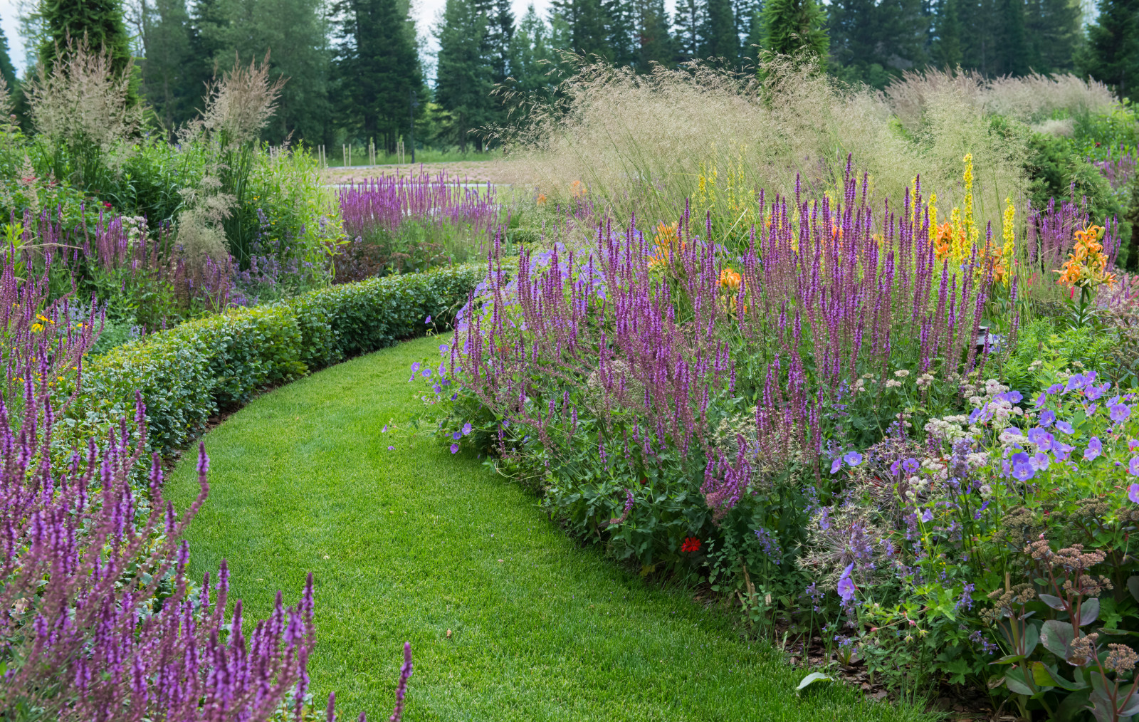 Многолетники