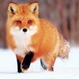 Елена Клепинина