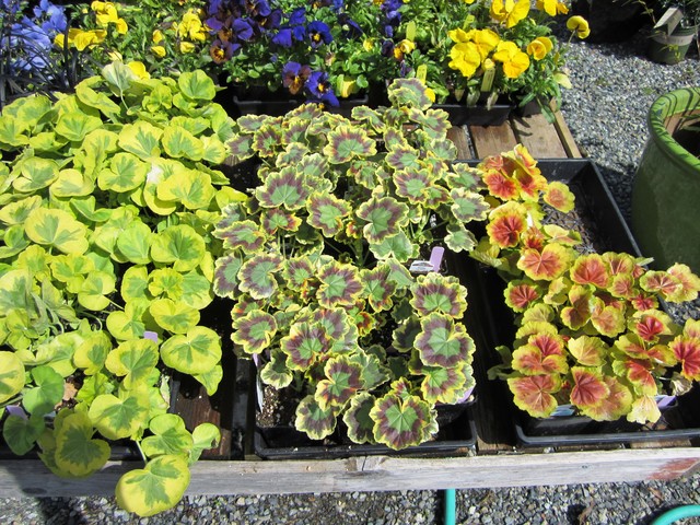 Почвопокровные растения: Зеленый ковер для сада