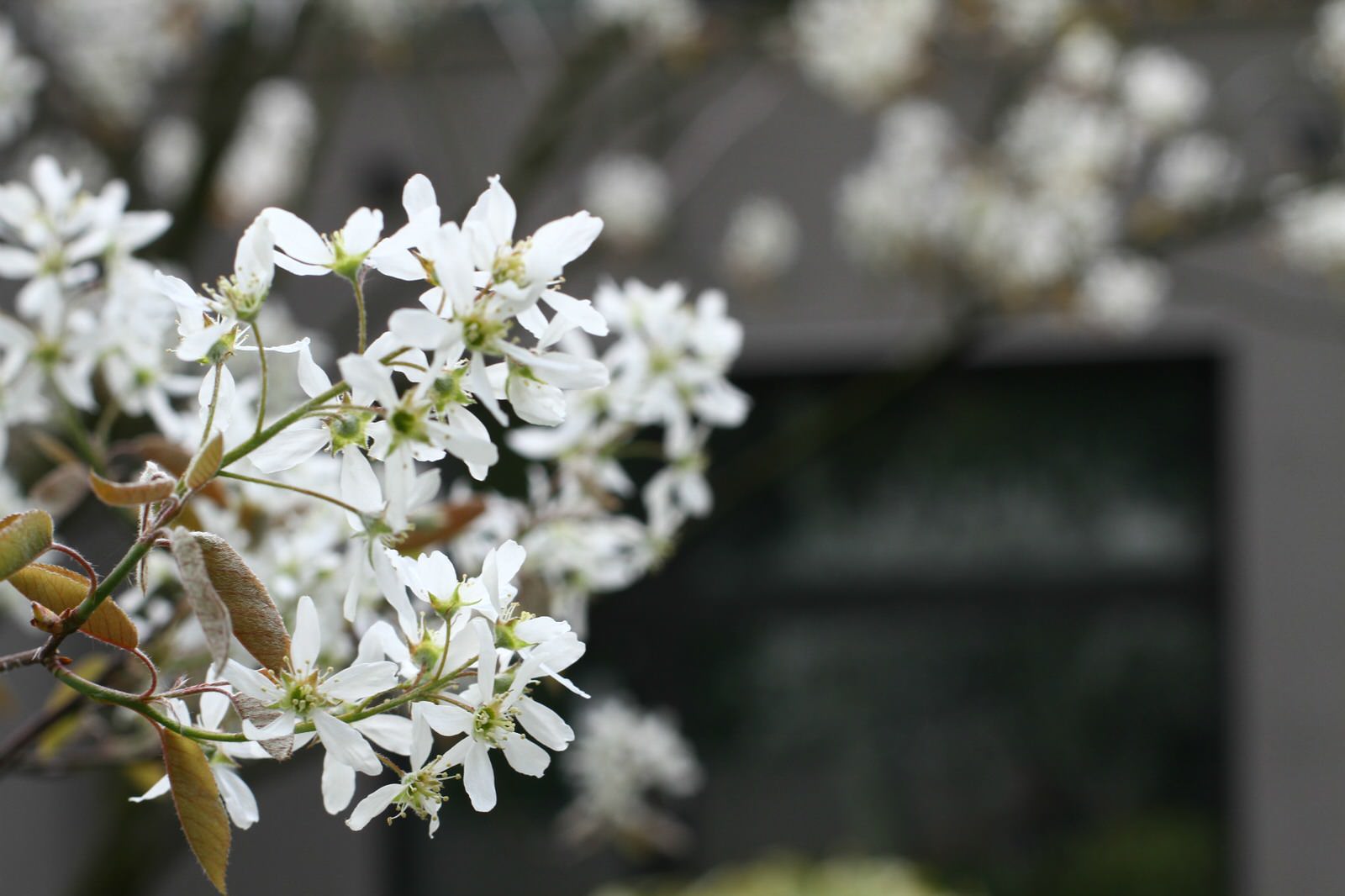 Зеленая роща