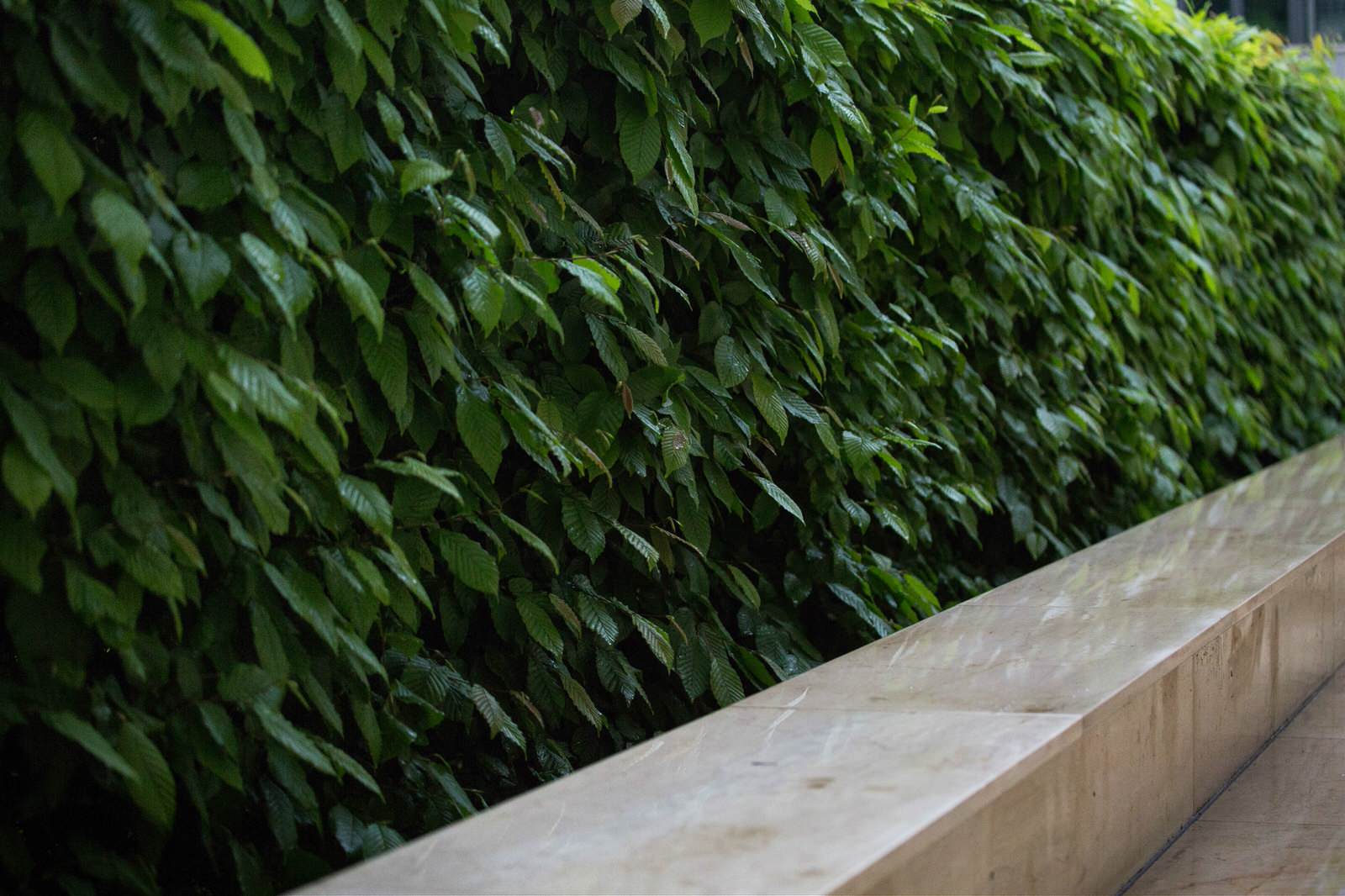 Зеленая роща