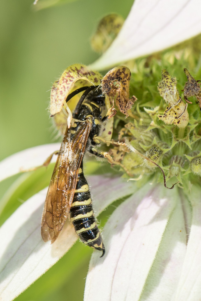 Что делать: Весенняя обработка сада от вредителей