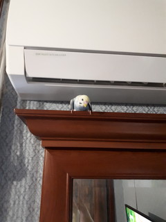 Роман Капустин