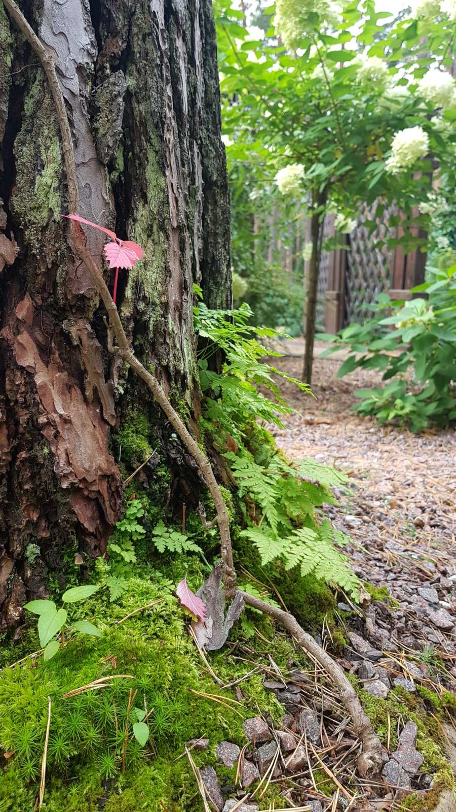 «Пряничный домик» в сосновом бору
