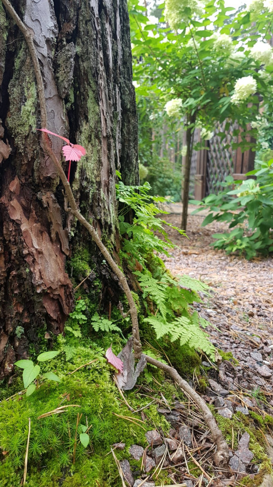 «Пряничный домик» в сосновом бору