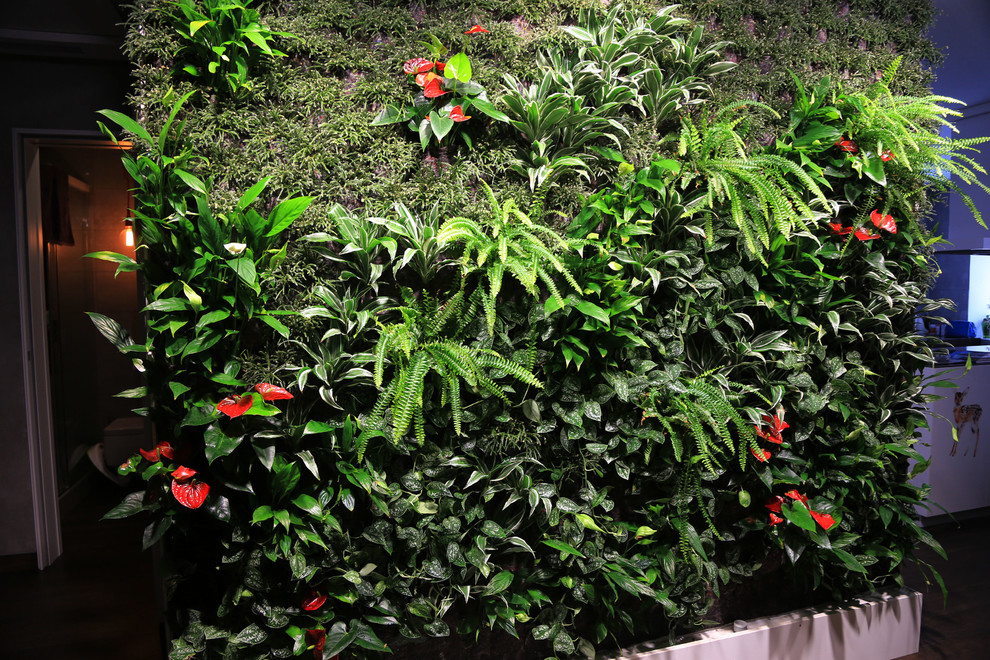 Фитостена в квартире, Озерки