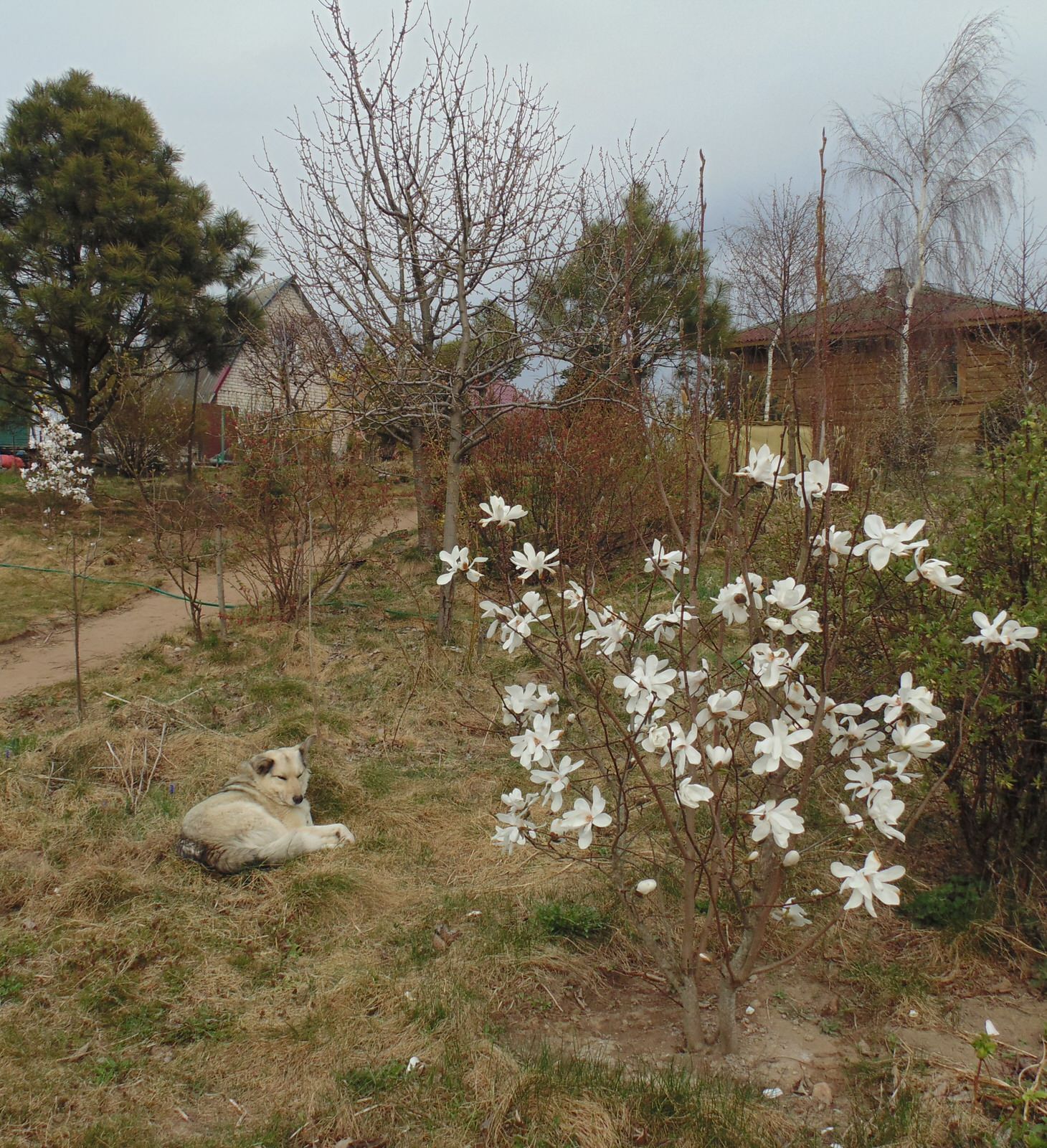 Наш собственный сад