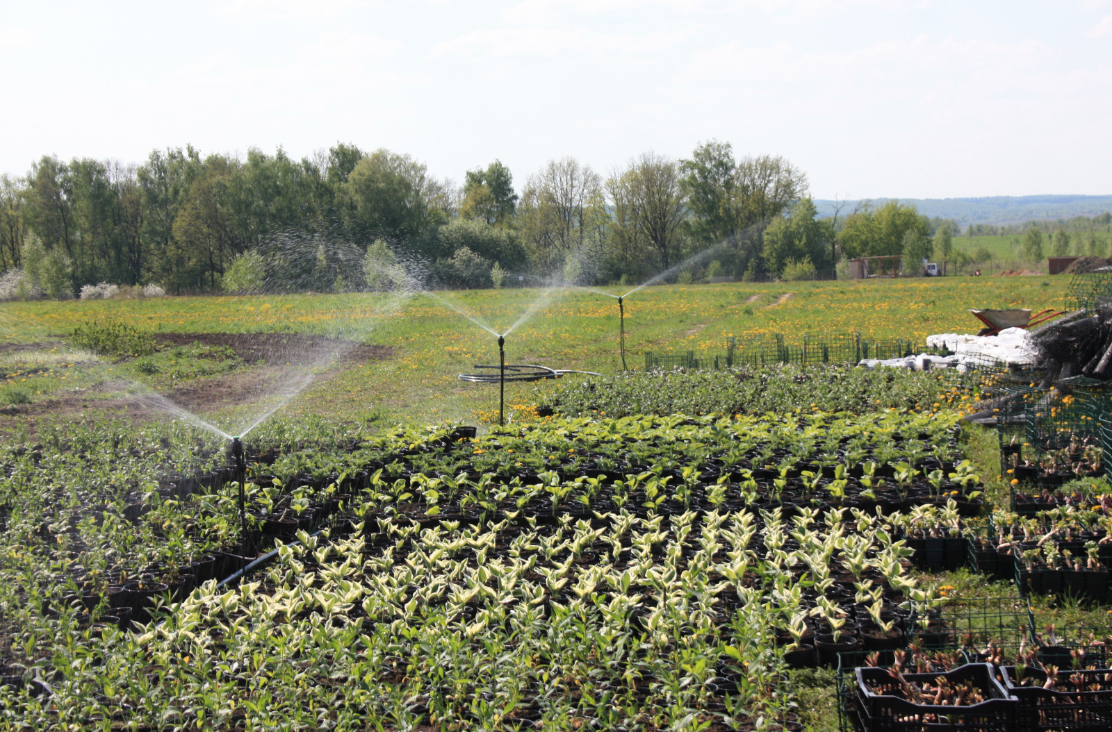 Автополив в питомнике Осётр в Тульской области д. Махринские выселки