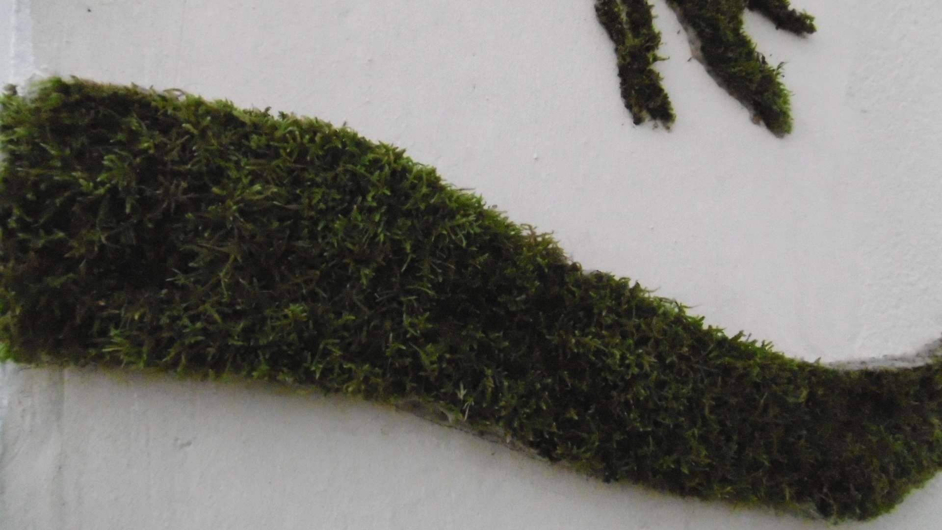 Мир дизайна: Натуральный мох и как его использовать