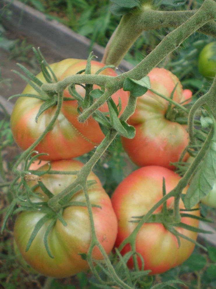 Хороший вопрос: Какие ядовитые растения (возможно) растут в вашем саду