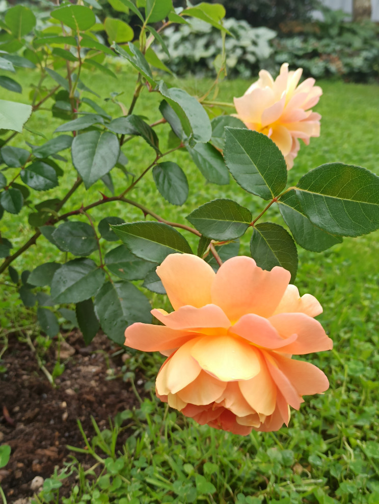 Ландшафт сада в 6 соток.