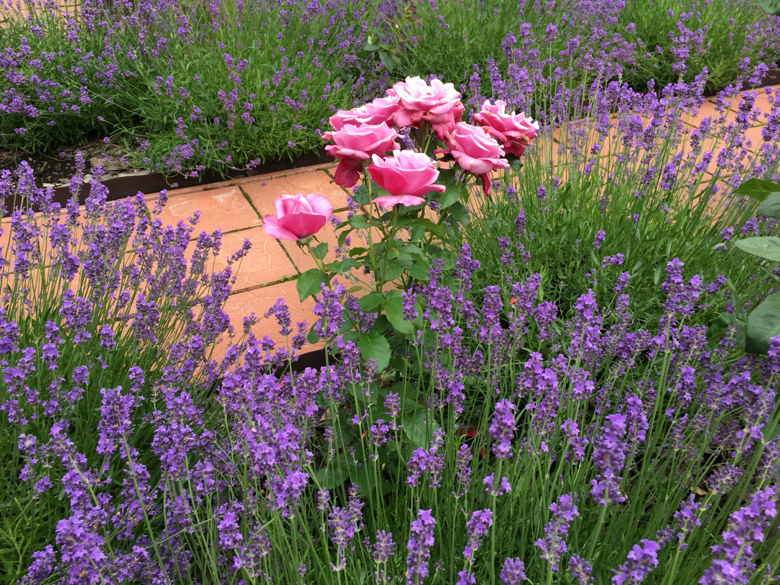 Французский садик в поселке Рыбаки Дмитровское шоссе