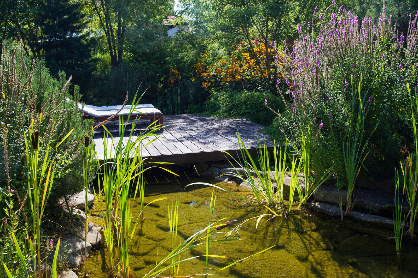 Garden of Elena Astashkina in Moscow Region