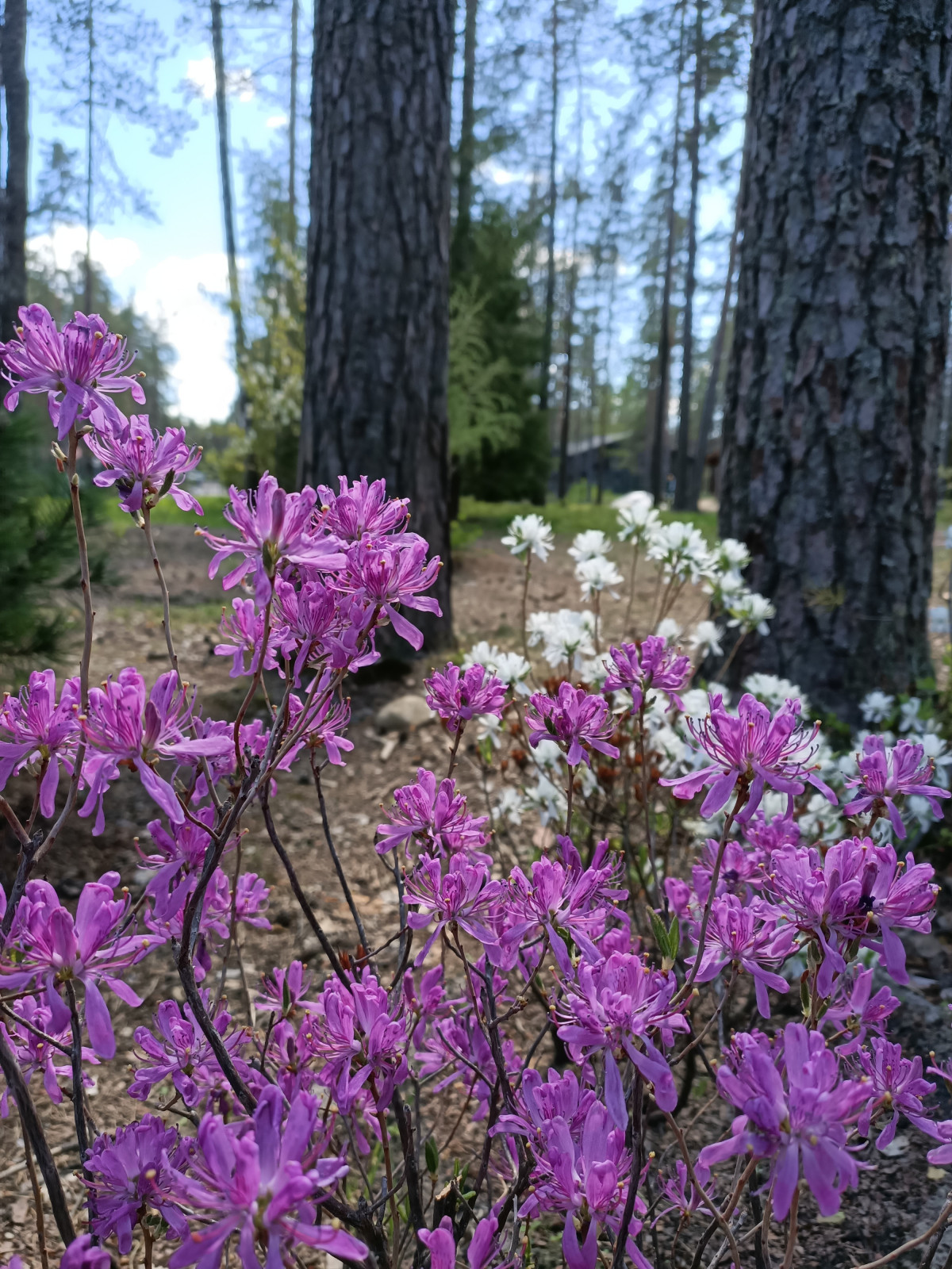 Обложка проекта: Участок в сосновом лесу, 2020г