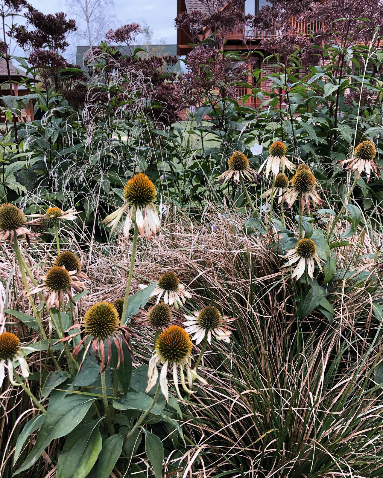 Эхинацея + луговик дернистый