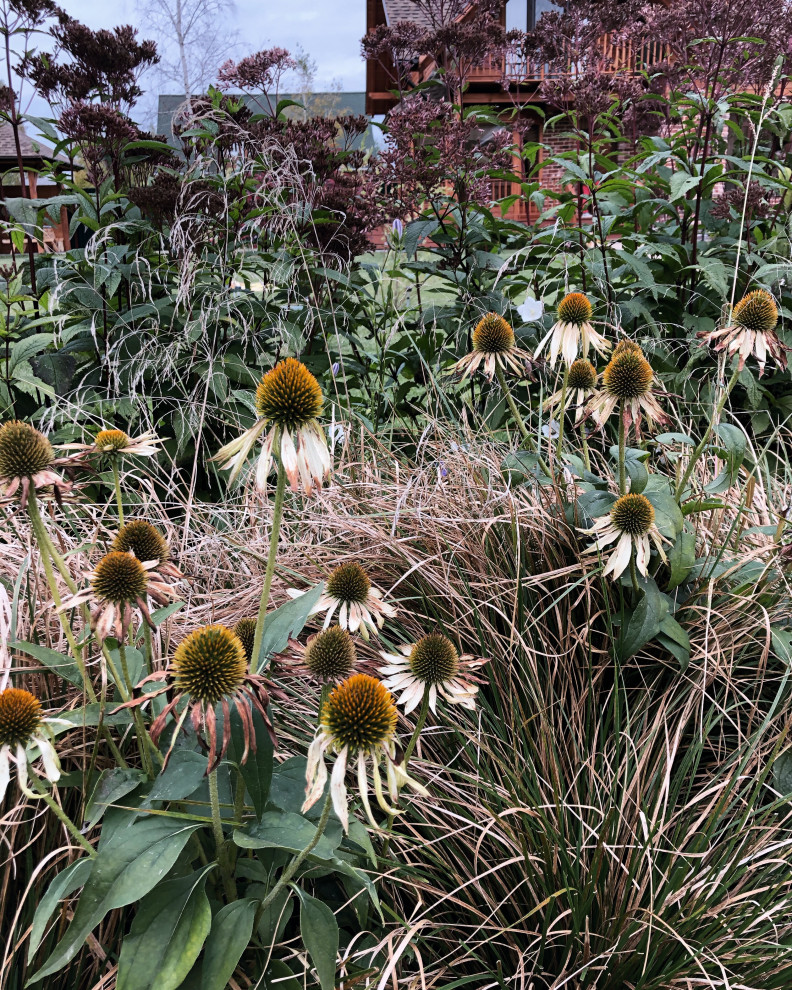 Эхинацея + луговик дернистый