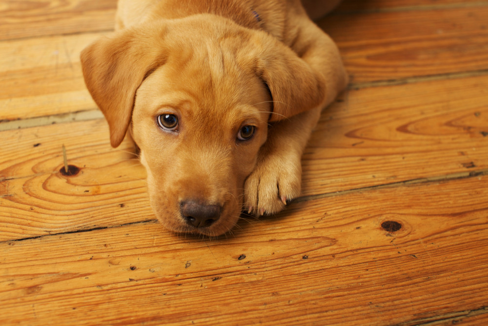 паркетные работы