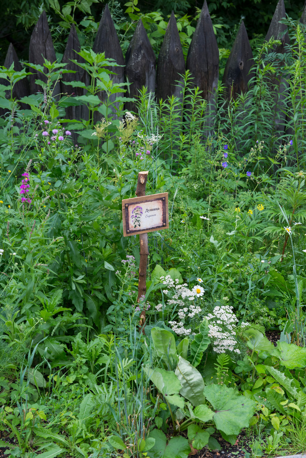 Цветник из аборигенных растений Томской области