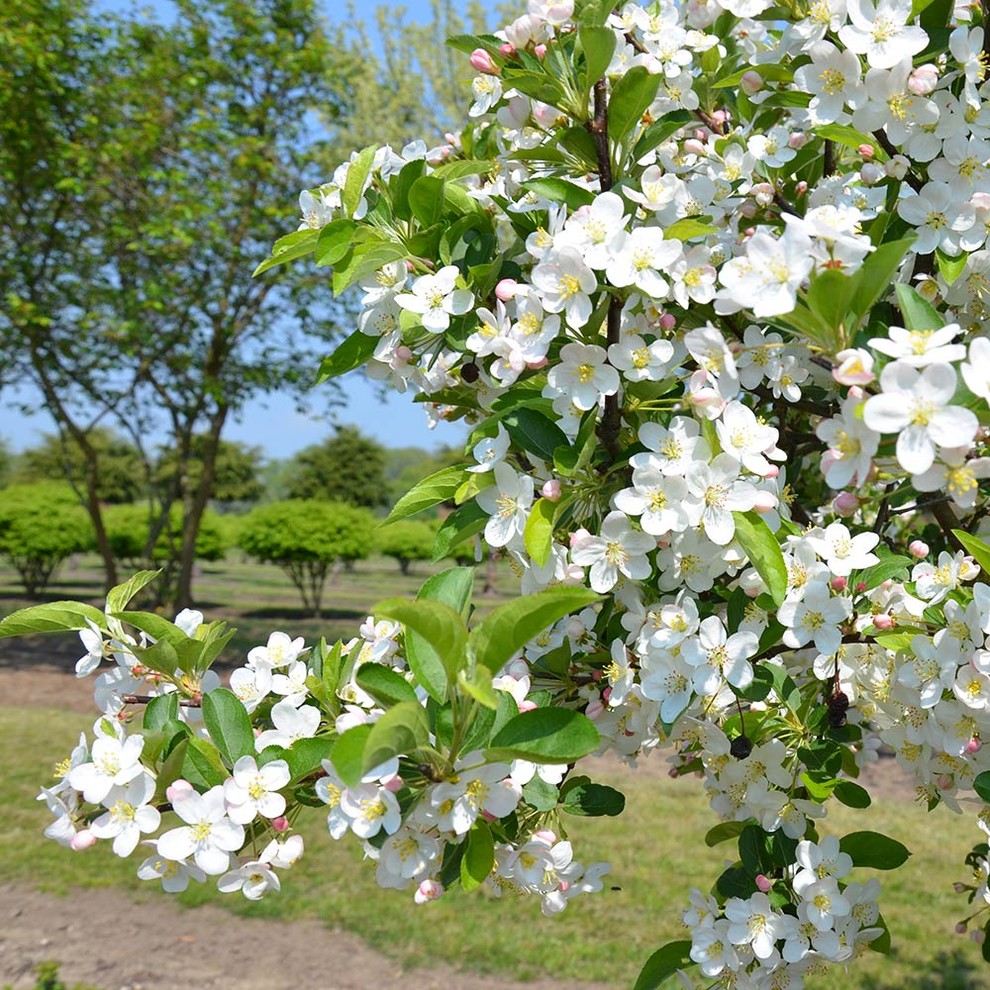 Ландшафтный сад КП "Новоглаголево", Киевское шоссе