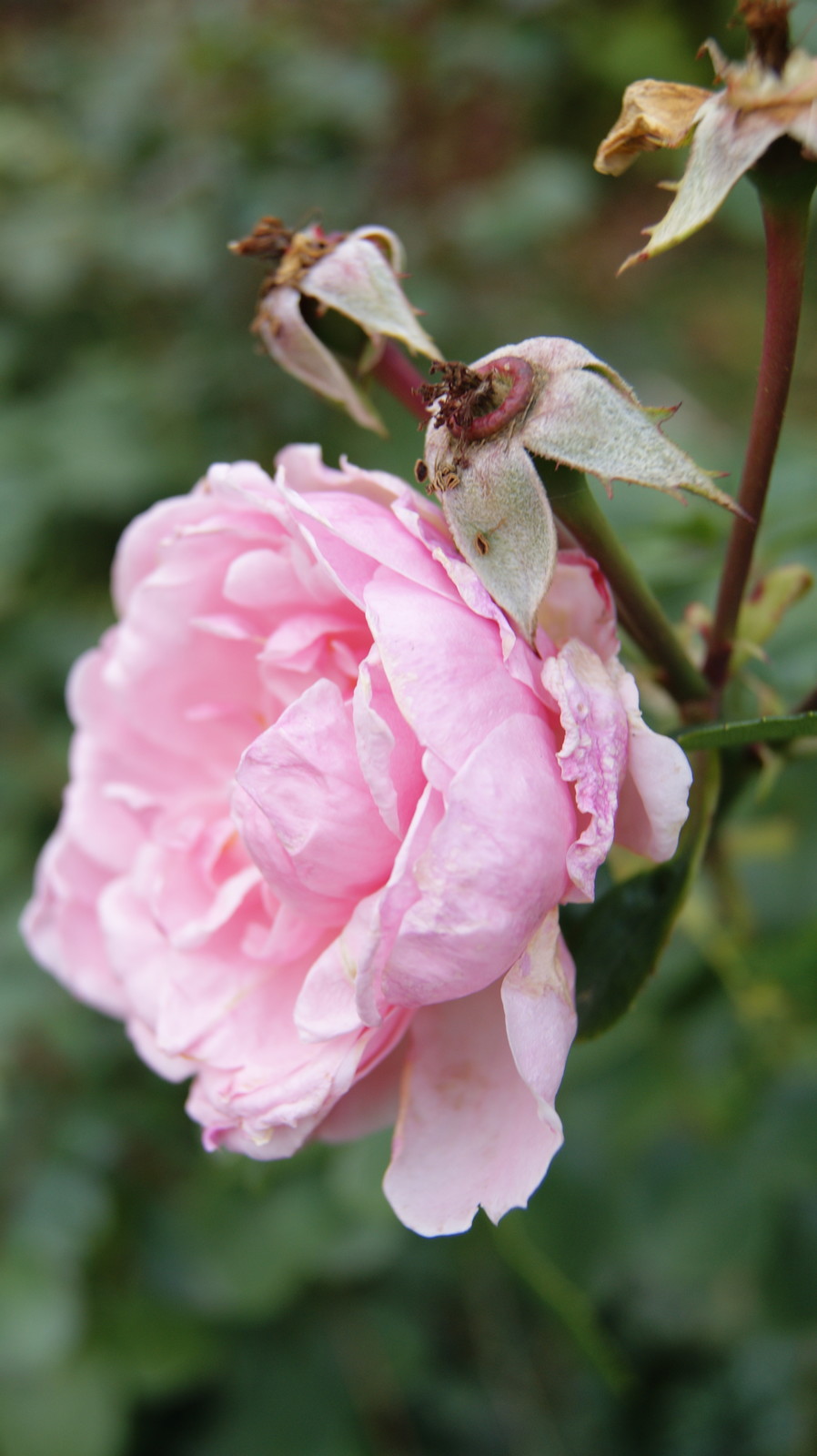 Обложка статьи: Как правильно: Ухаживать за розами осенью