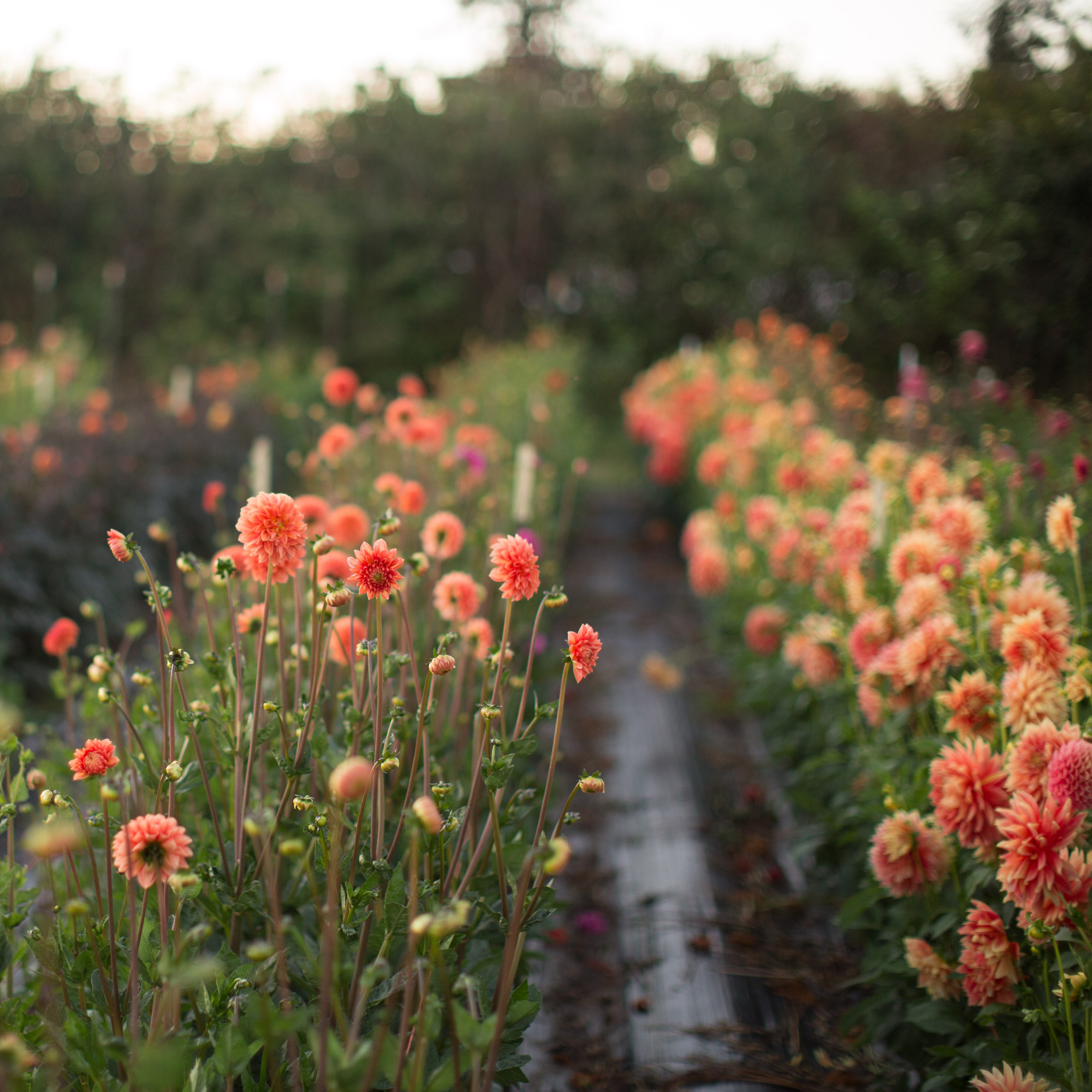 Работа над ошибками: Что пошло не так на клумбе