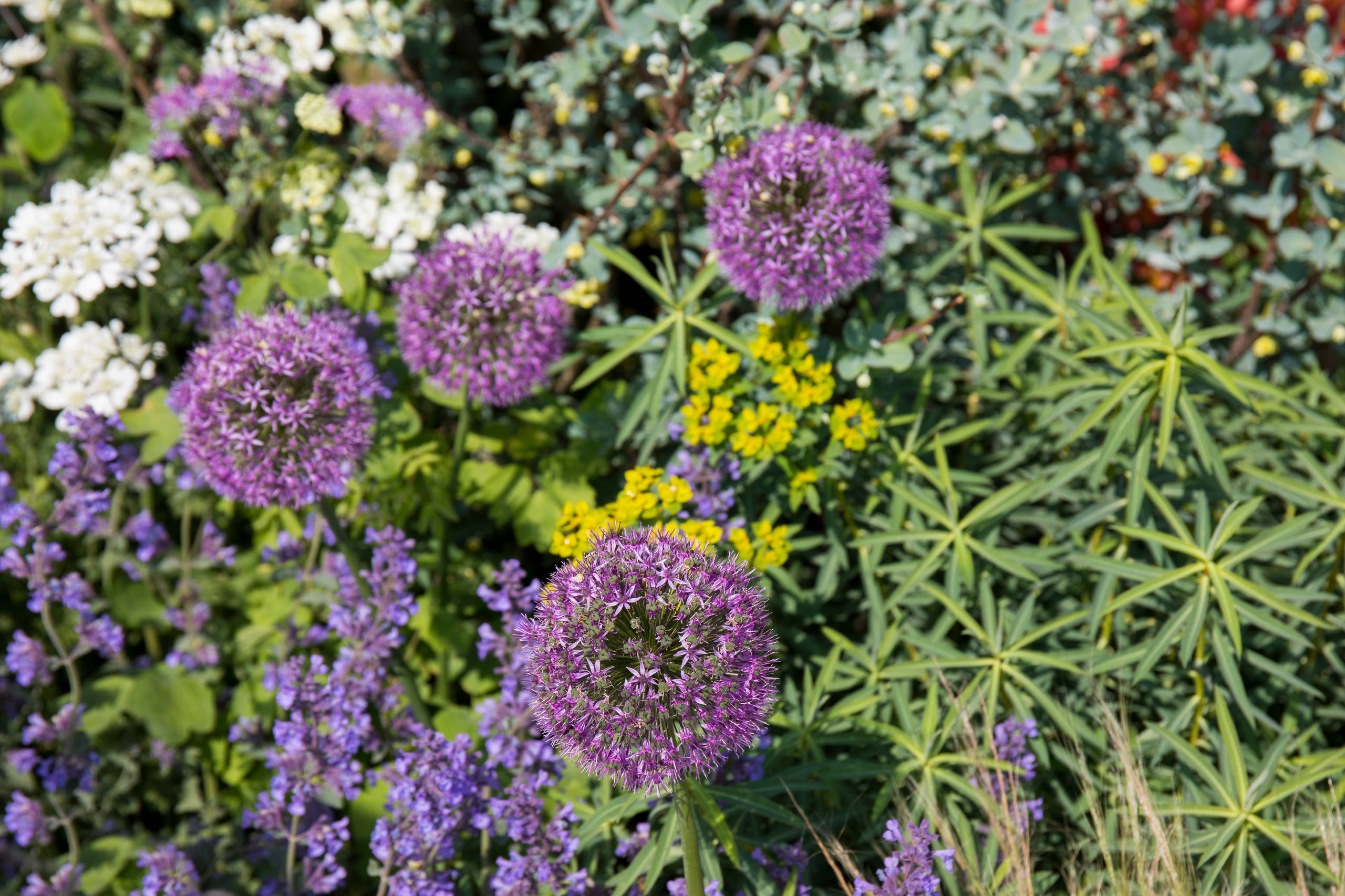 Уроки Chelsea Flower Show: Сад хорошего самочувствия