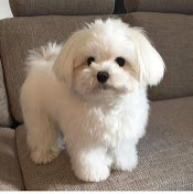 Полина Егорова