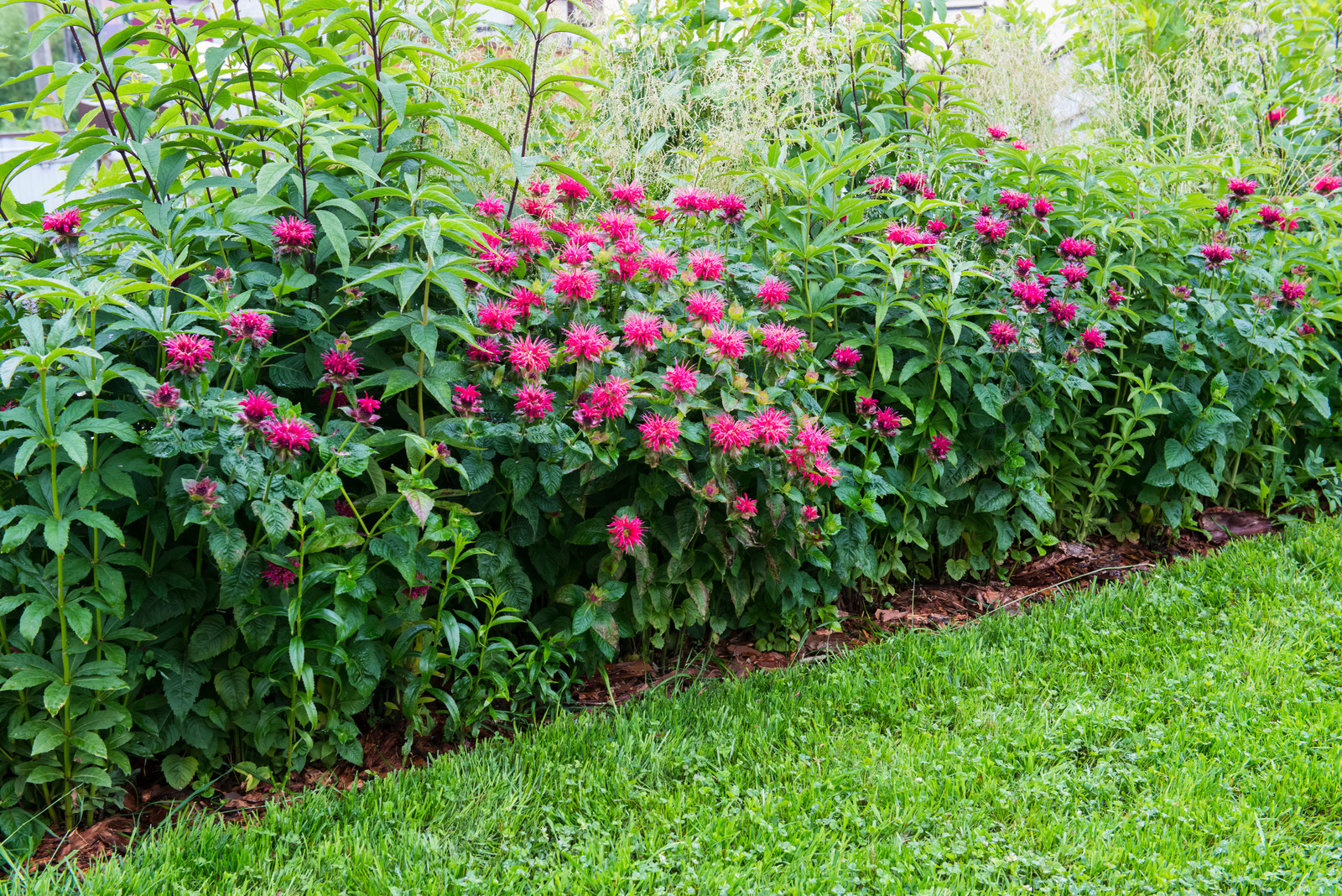 Обложка альбома: Цветники