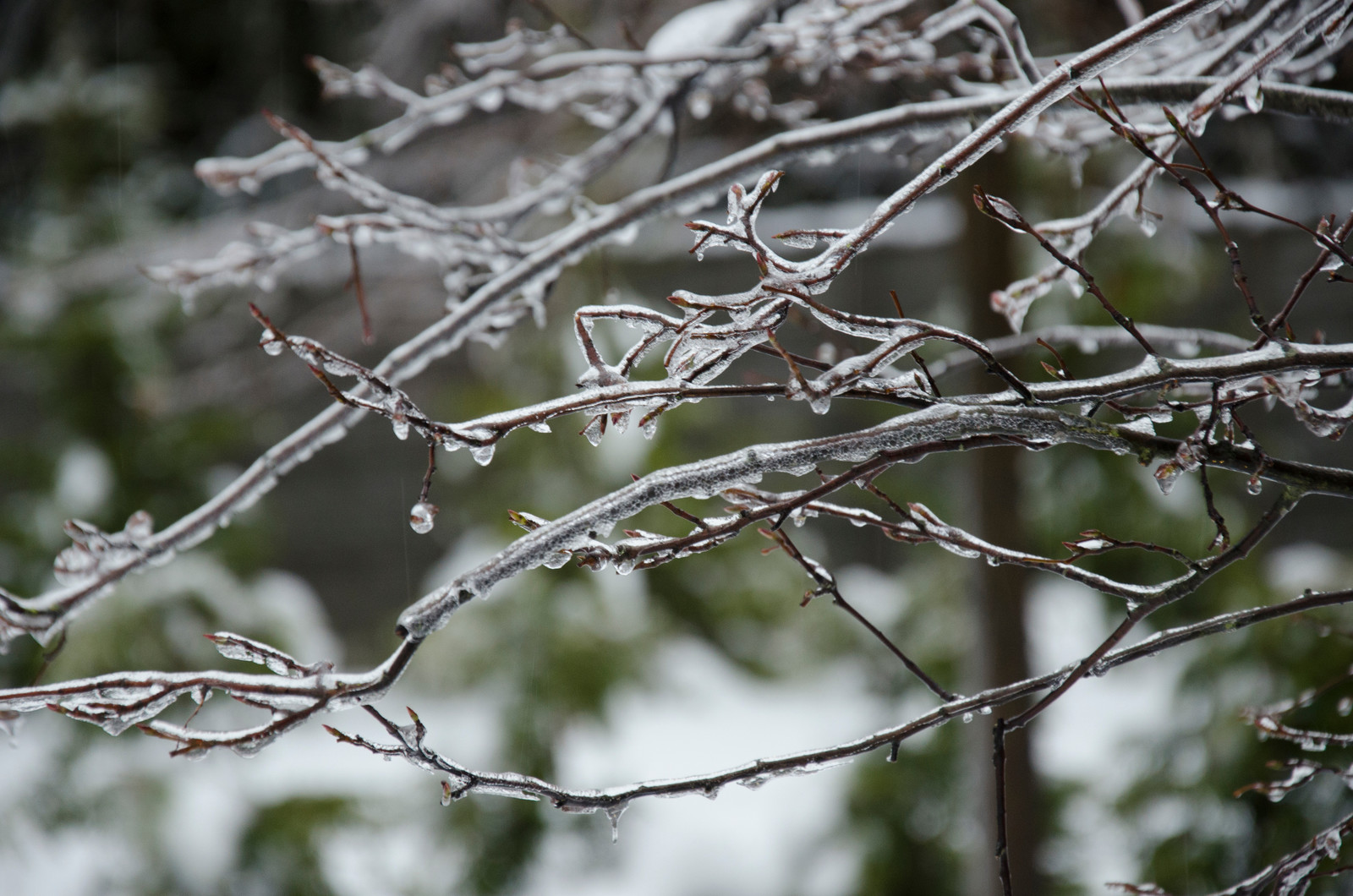 Вспоминая Нормандию КП Визендорф 2017 г