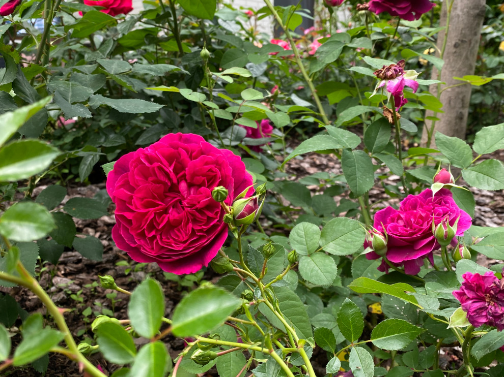 КП Пестово "Evergreen'