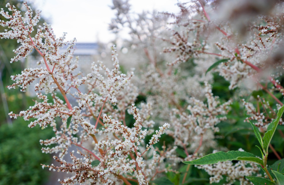 Дергаево - Цвет и нежность
