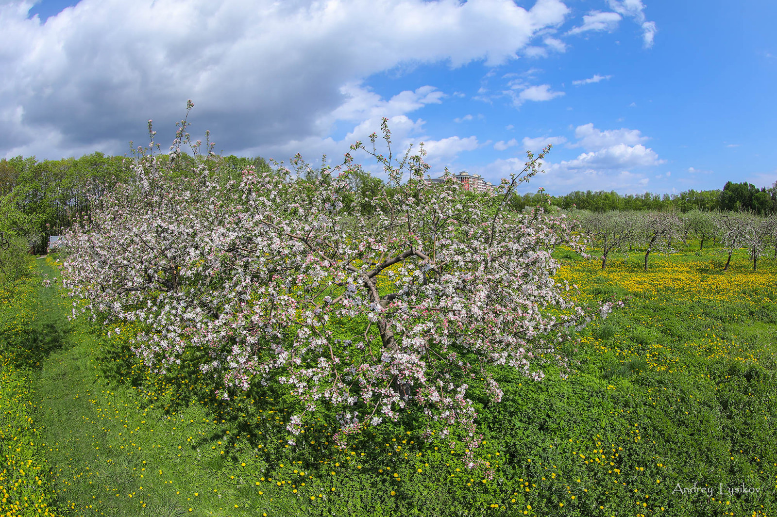 Плодовый сад МГУ