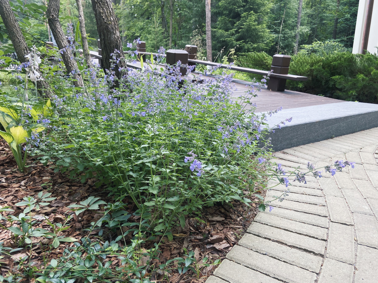 Тенистый сад