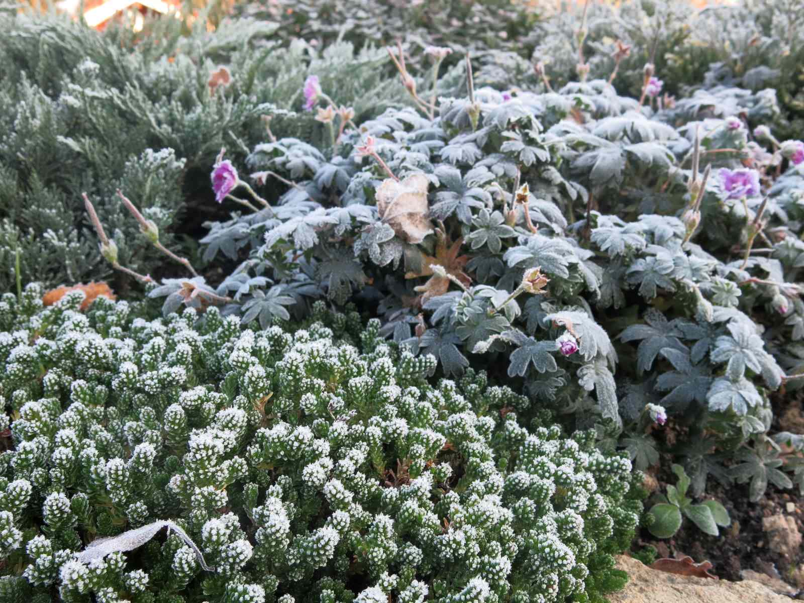 ЯГОДНОЕ ЛУКОШКО. СЕЗОН 2016. ПРЕДЗИМЬЕ. ПЕРВЫЕ ЗАМОРОЗКИ.