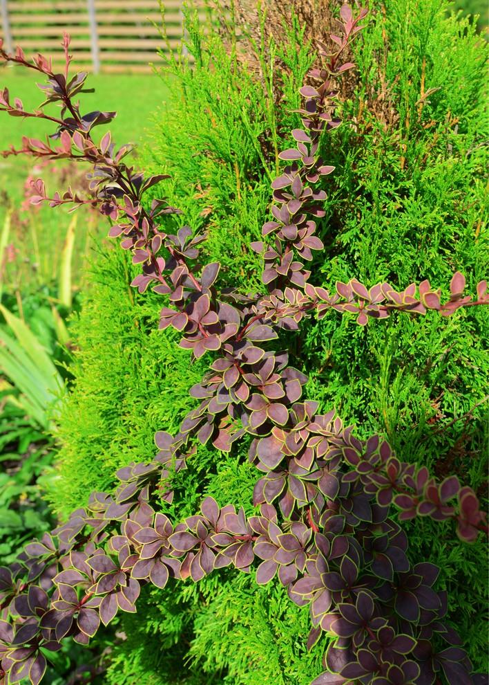 Живописный сад на 15-ти сотках