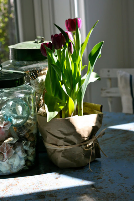 Растение месяца: Тюльпан на подоконнике к 8 Марта