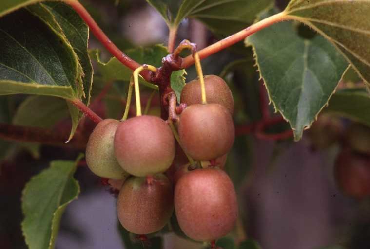 Работа над ошибками: Что пошло не так с плодовыми