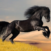 Дмитрий Равкин