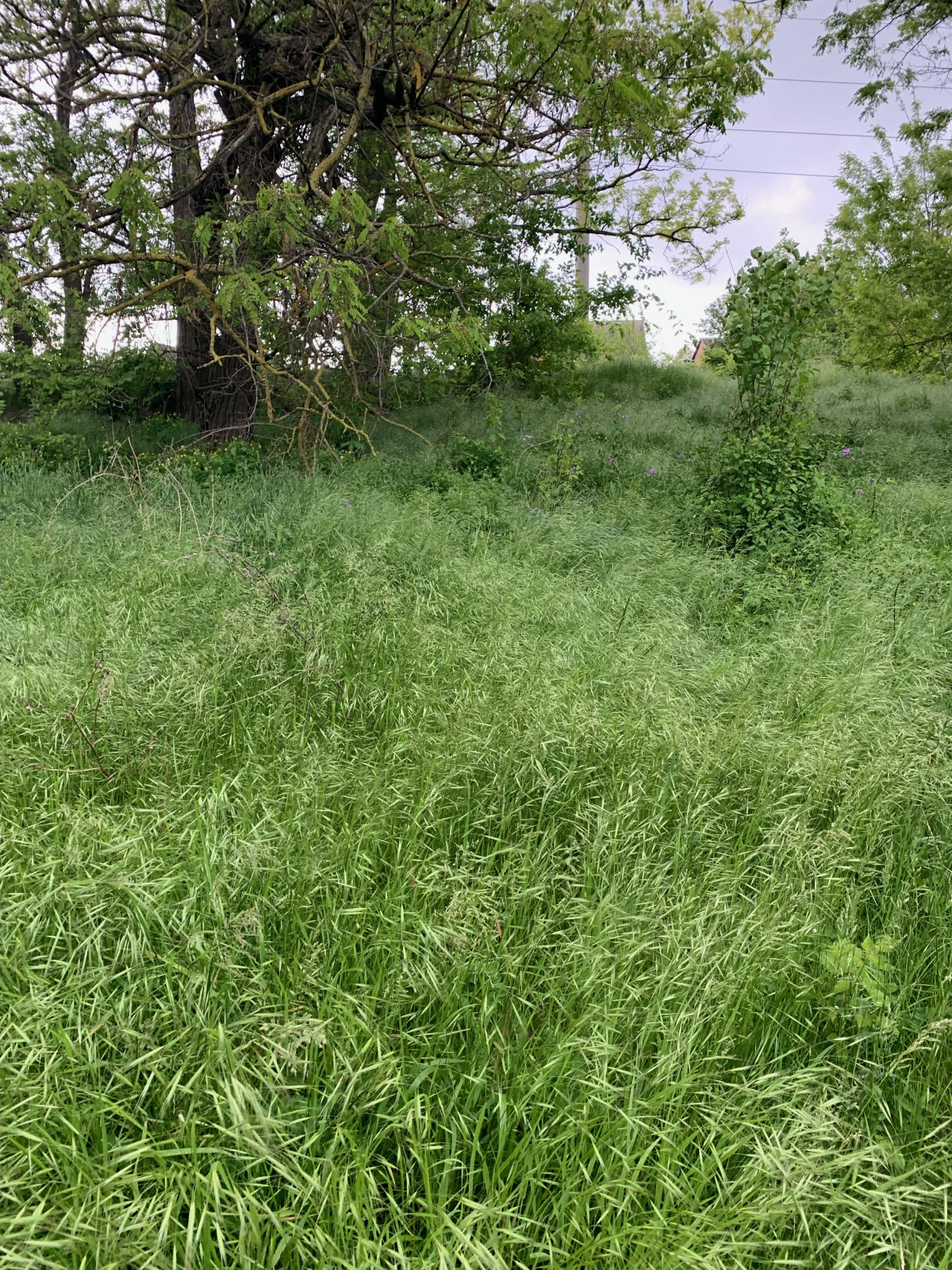 Баса отдыха. Кумжинской роща, берег Дона