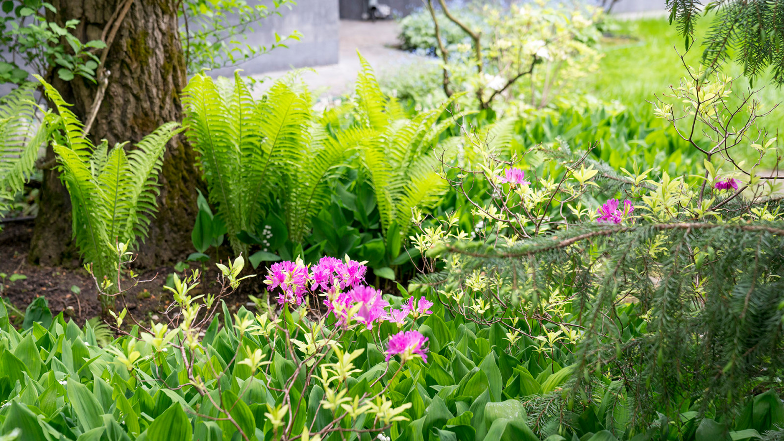 Сад с японским характером в КП  "Ландшафт", Усово 2010 г