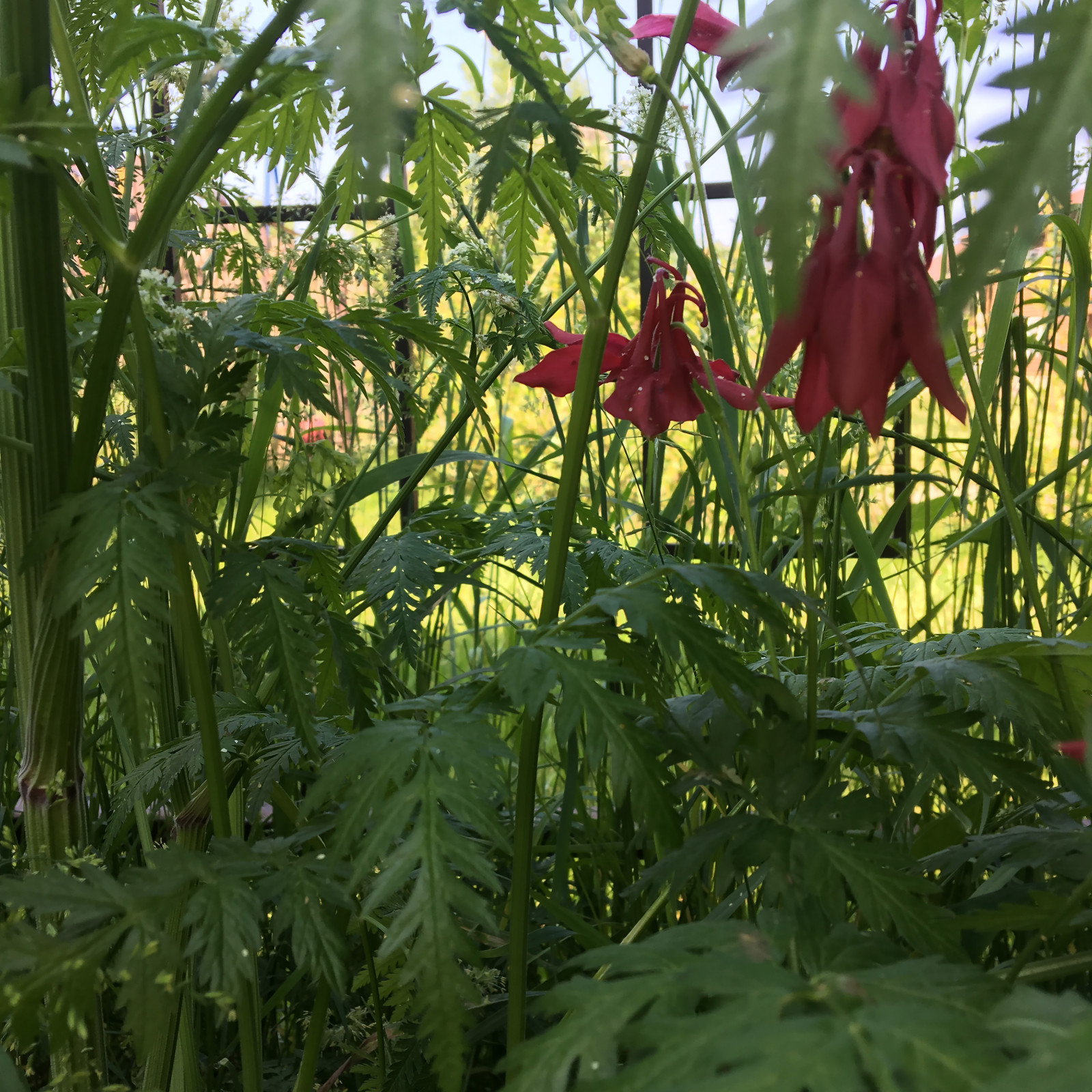 Цветники в природном стиле