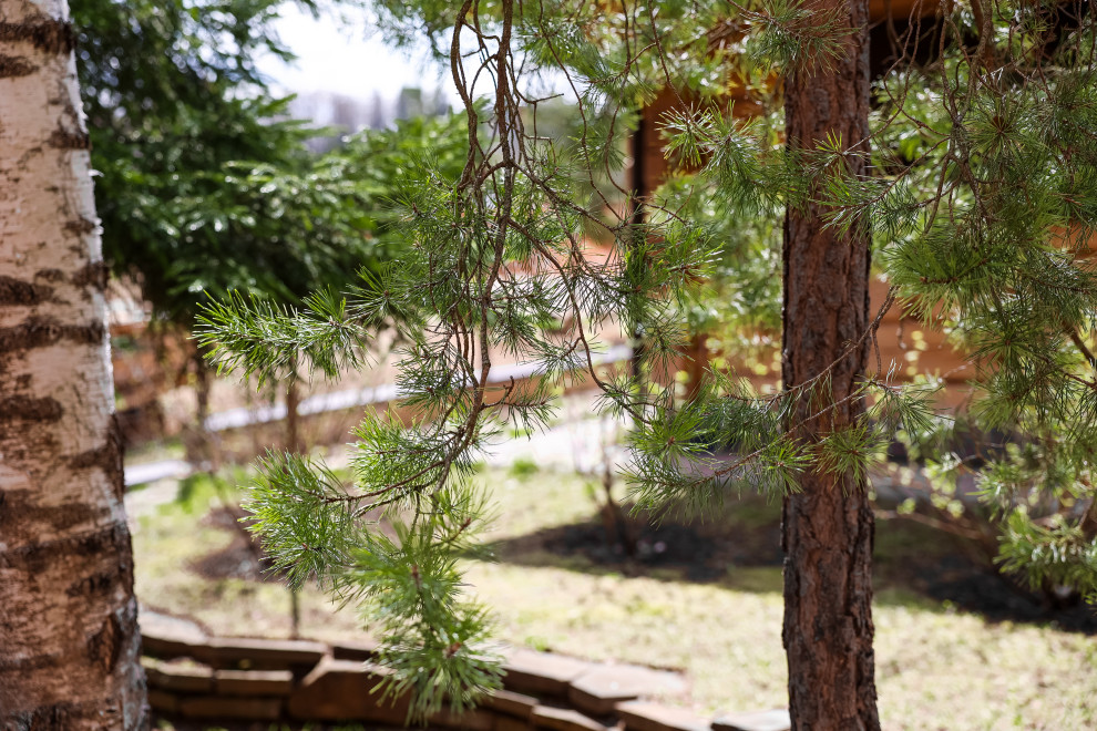 Лесной пейзаж