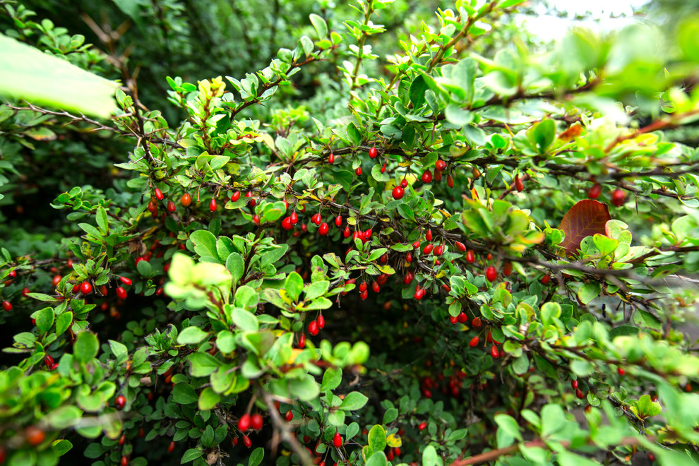 Не подглядывай: Планируем опушки на участке